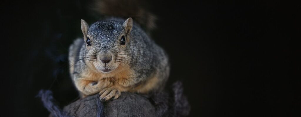Squirrel and Wildlife-on-North-Captiva-Island
