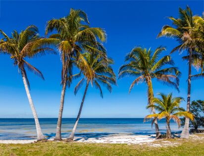 island-tours-jensens-captiva-marina-and-cottages-pam-trees