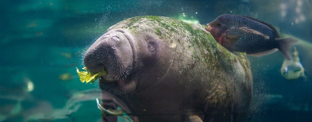 Can-you-see-manatees-on-Captiva-Island