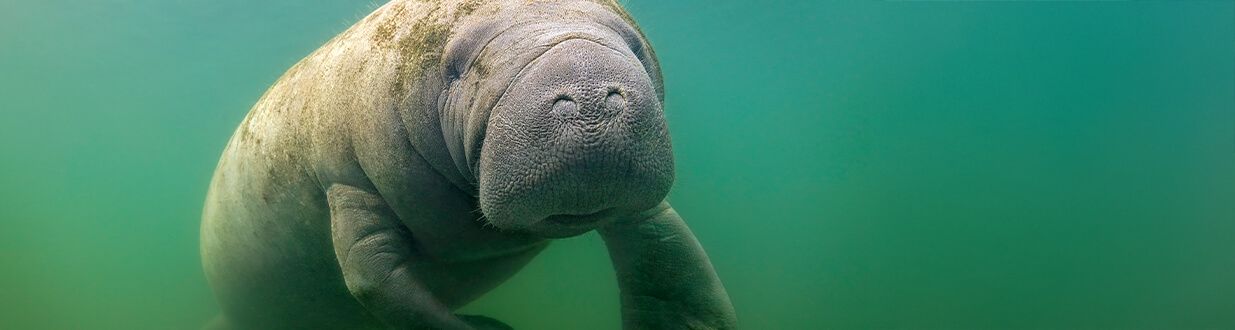 How-do-you-spot-a-manatee