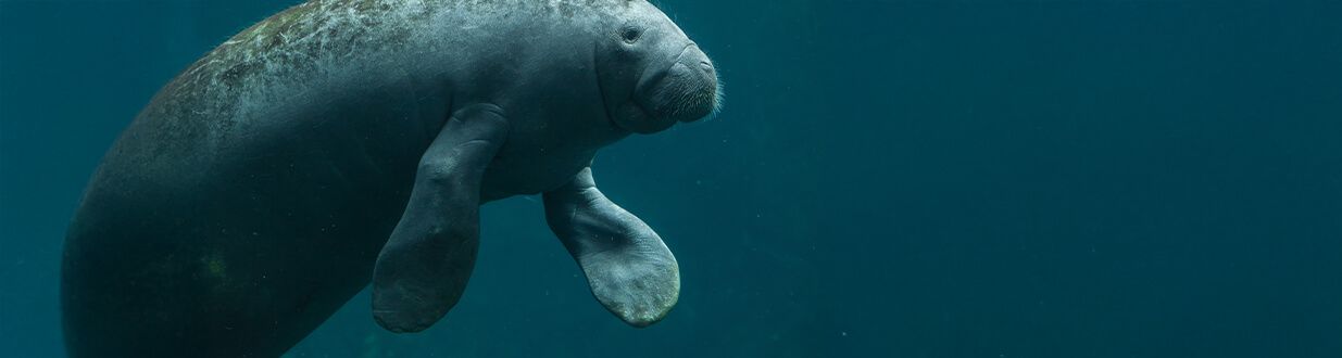What-is-the-best-time-of-year-to-swim-with-manatees-2