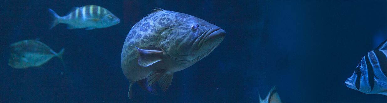 deep-sea-bass-fishing-trip